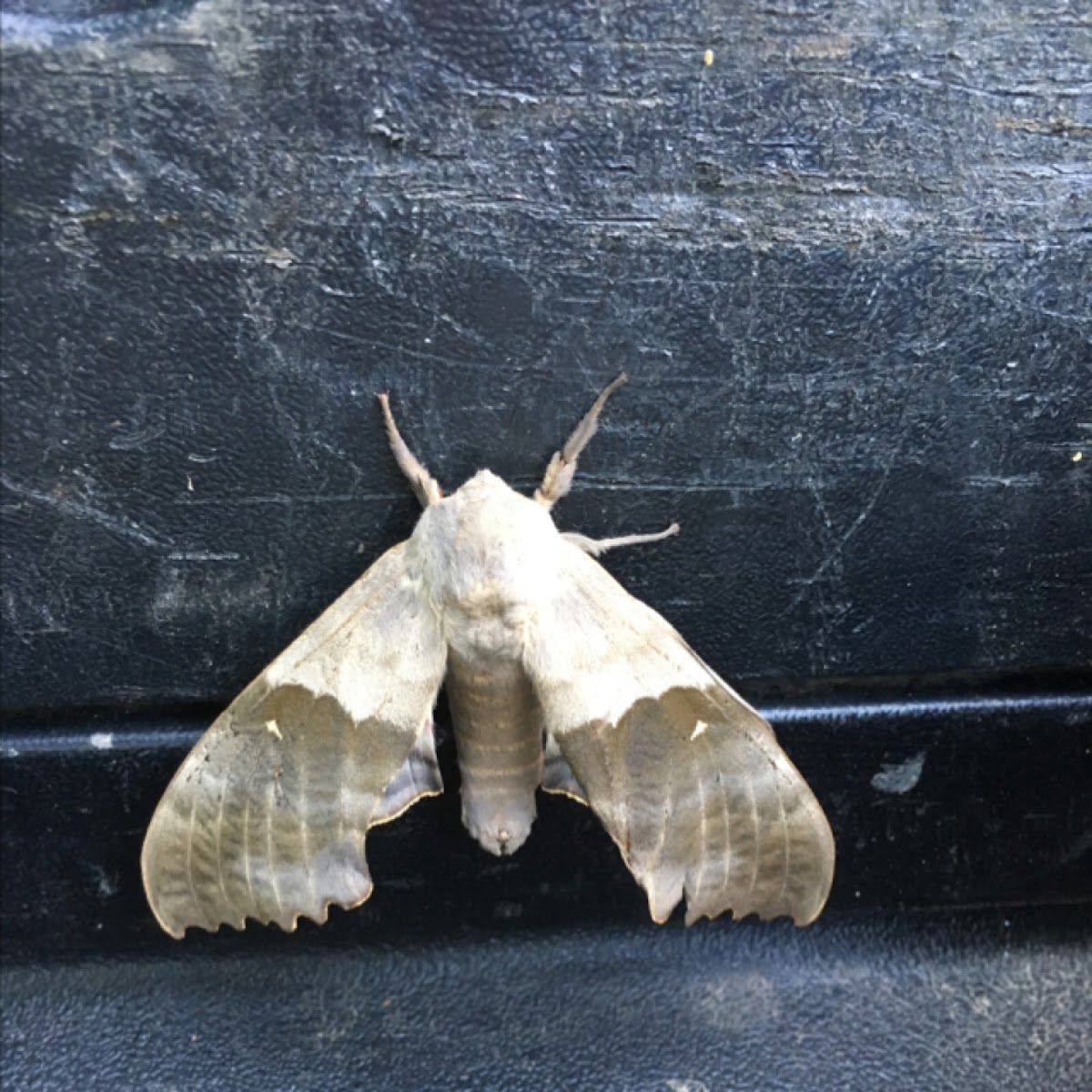 Modest Sphinx Moth