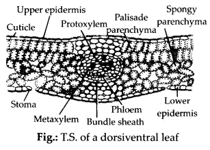 Solution Image