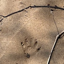 Raccoon Footprint trail