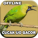 Cover Image of Download Suara Cucak Ijo Gacor mp3 3.0 APK