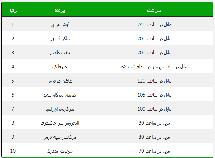 سریع ترین پرندگان جهان + فیلم