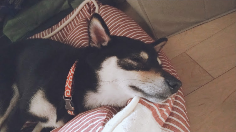 あきら 甲冑犬 亜月さんが投稿した熊本・愛犬・あずき・豆柴・癒やしに関するカスタム事例の投稿画像4枚目