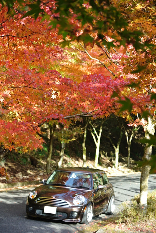 ミニのMINI ONE・R56・広島・紅葉と愛車・カメ活の続きに関するカスタム事例の投稿画像6枚目