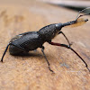 Bearded Weevil, Bottlebrush Weevil