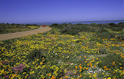 The West Coast National Park during wildflower season  (August and September). 