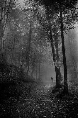 Un fosco bosco di mariateresatoledo