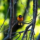 Baltimore Oriole