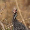 Helmeted guineafowl