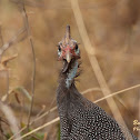 Helmeted guineafowl