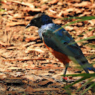 Superb Starling