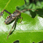 Western Leaf-footed Bug