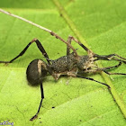 Camponotine Ant