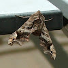 Lettered Sphinx Moth