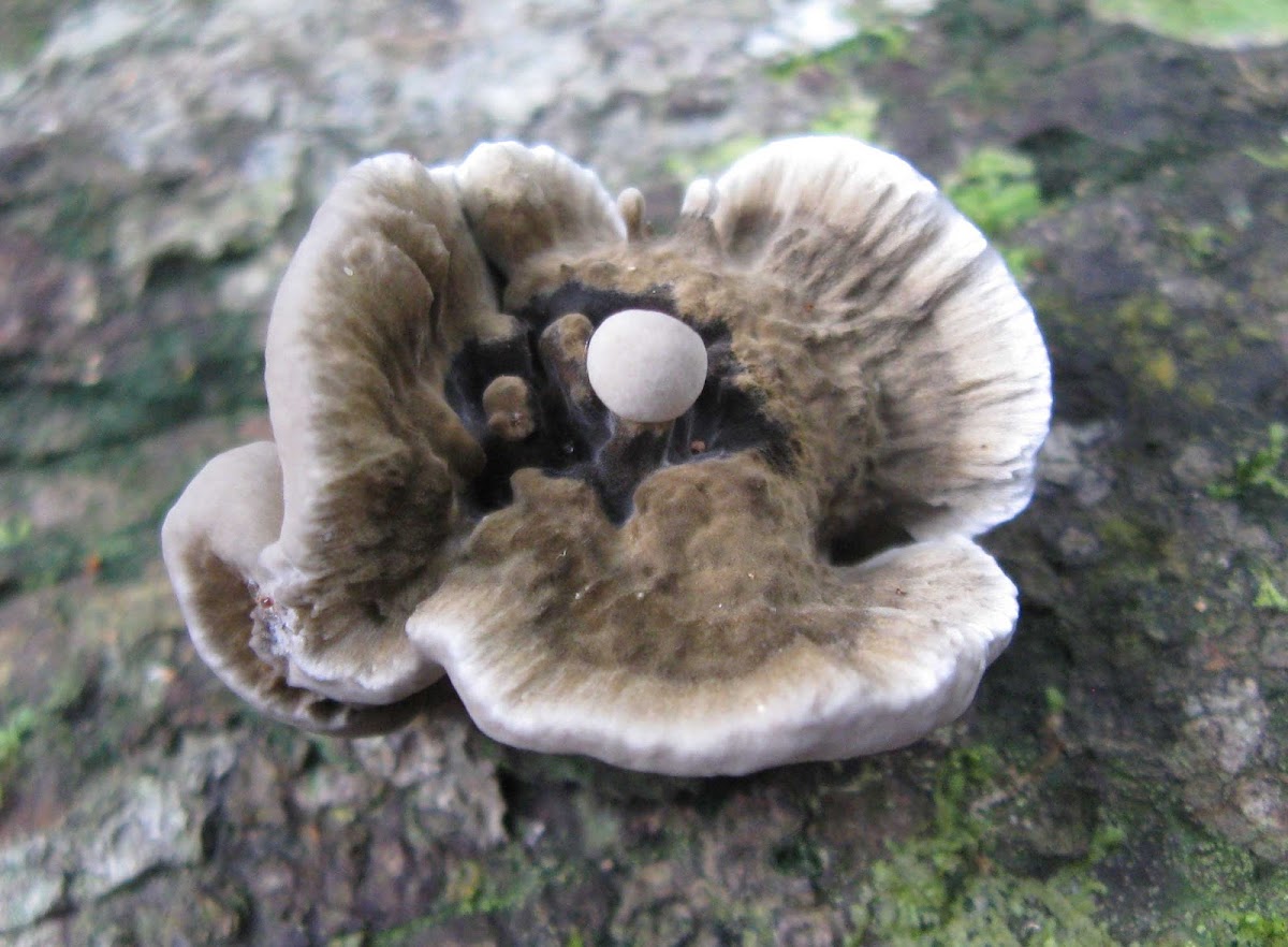 Fungus