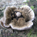 Fungus