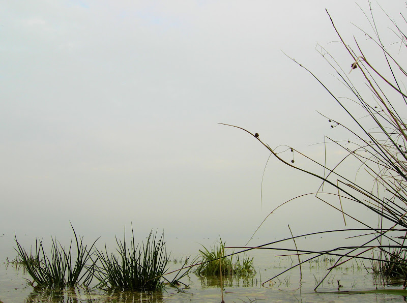 Nebbia sul lago di dan