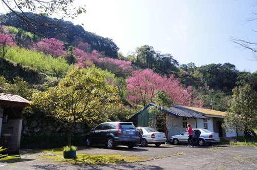 台北景點推薦-三峽櫻花秘境【熊空山觀天下農場】