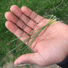 Onion grass