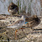 Spotted Redshank; Archibebe Oscuro