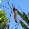 Pitcher Plant