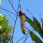 Pitcher Plant