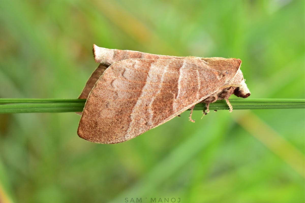 Lappet Moth