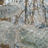 American Bullfrog eggs