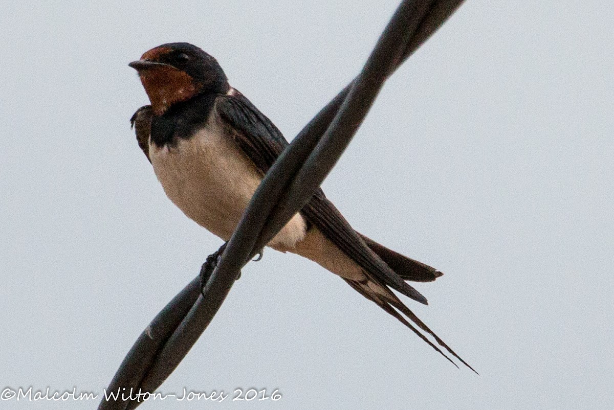 Barn Swallow; Golondrina Común