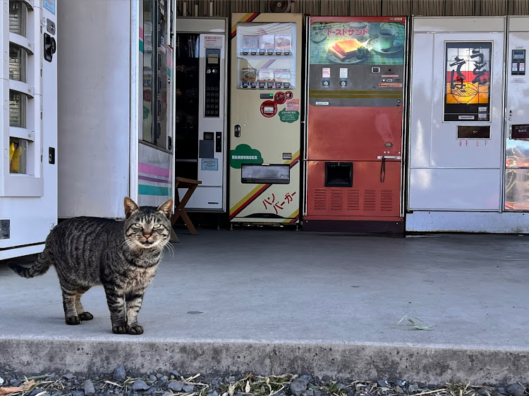 の投稿画像6枚目