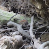 Bank vole