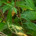 Virginian Tiger Moth