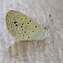 Lesser grass blue