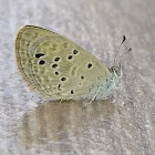 Lesser grass blue