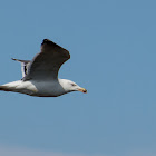 Great black-backed gull