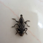 Unidentified Weevil