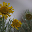 Alpine Sunflower