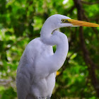 Great Egret