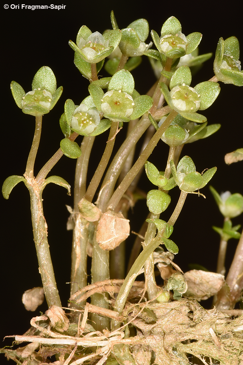 large-fruited waterwort