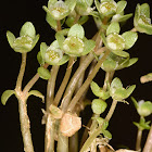 large-fruited waterwort