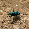 Six Spotted Tiger Beetle