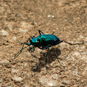 Six Spotted Tiger Beetle