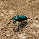 Six Spotted Tiger Beetle