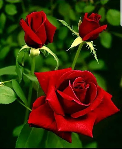 Flowers And Roses Animated Gif