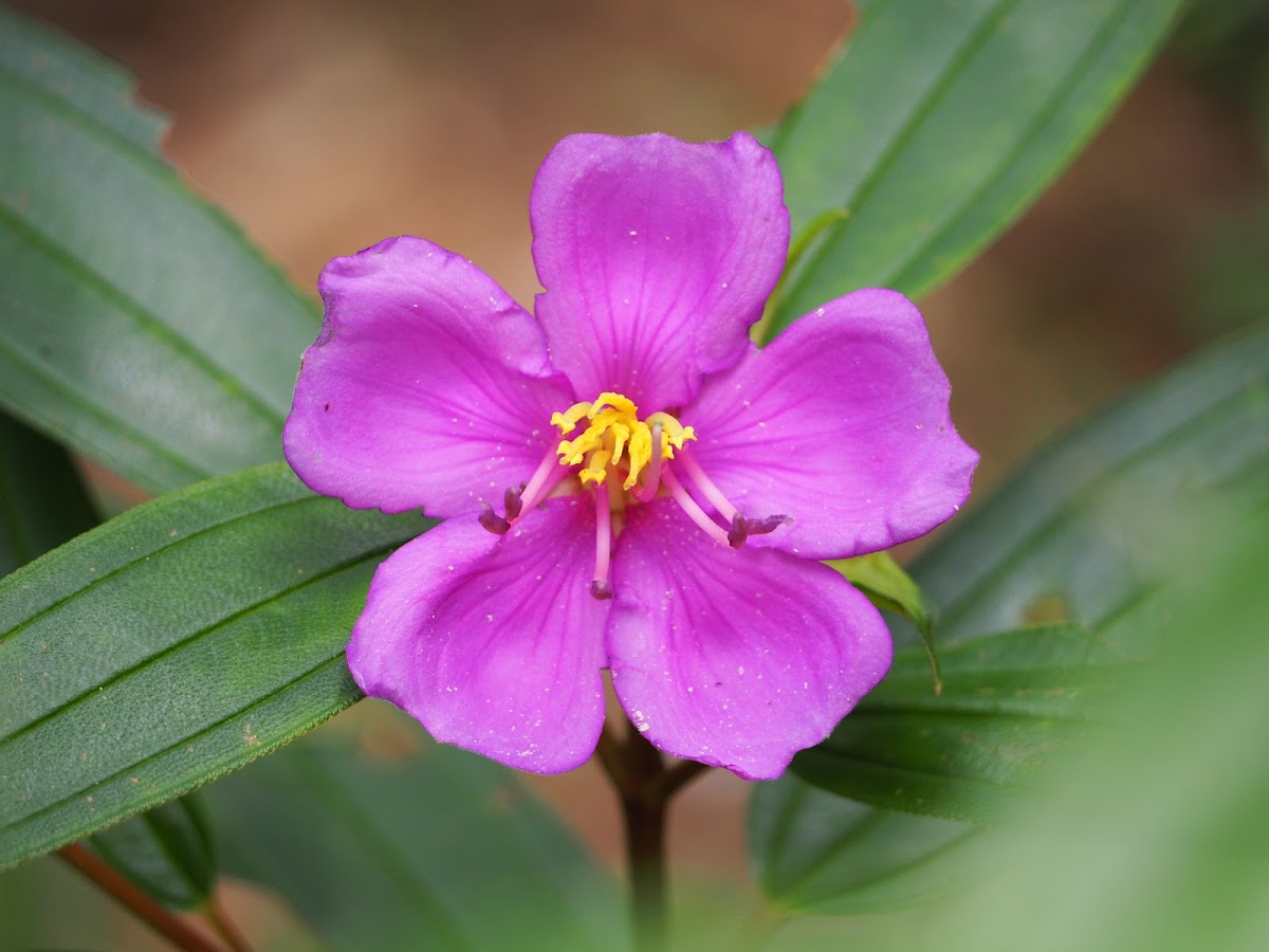 Malabar melastome /Indian rhododendron/Singapore rhododendron