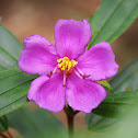 Malabar melastome /Indian rhododendron/Singapore rhododendron