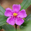 Malabar melastome /Indian rhododendron/Singapore rhododendron