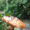 Bolete fungus