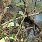 Blue-faced Malkoha