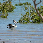 Australian Pelican