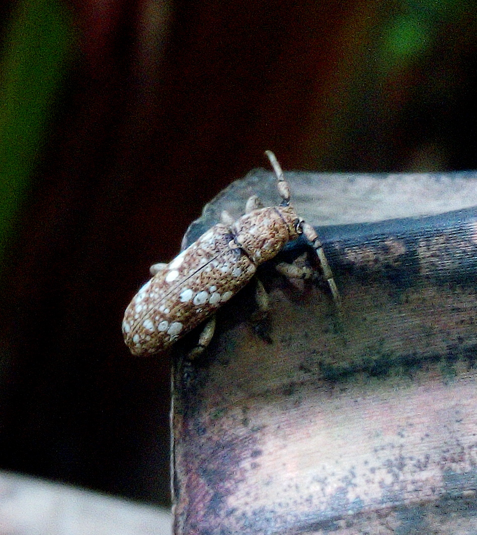 Unknown long horned beetle